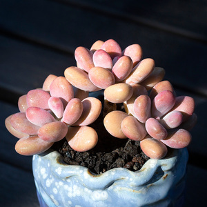 多肉植物桃蛋桃蛋桃之卵图片