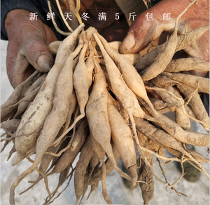 天门冬500g包邮图片