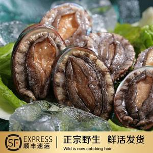 【活鲍鱼价格】最新活鲍鱼价格\/批发报价