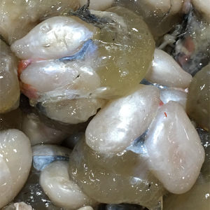 野生带 span class=h>膏 /span>墨鱼蛋 宁波象山石浦东海大个乌贼蛋  