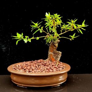 野生水杨梅盆景一物一拍奇型树桩微型 span class=h>盆栽 /span>桌面