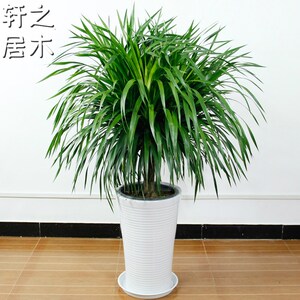 龙须树龙血树龙铁树多头龙血树室内客厅办公室大盆栽绿植花卉盆景