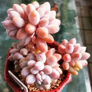 多肉植物 婴儿手指 防辐射吸甲醛 办公室绿植 净化空气 品相好