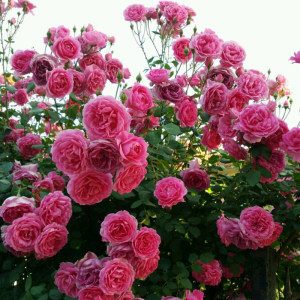 豁新 藤本月季 大游行 爬藤多花月季苗大花 爬藤