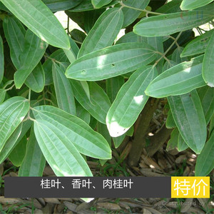 广西玉林新鲜桂叶蒸纯露 span class=h>肉桂 /span>叶香桂叶月桂叶