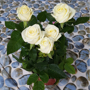 大花微月苗图片