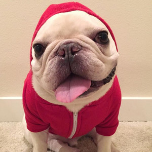 秋冬小型犬法国斗牛犬 span class=h>狗狗 /span>红色法斗衣服 span