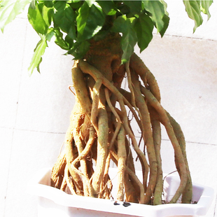 绿宝绿植花卉造型提根附抱石植物盆景老桩室内阳台客厅桌面小盆栽