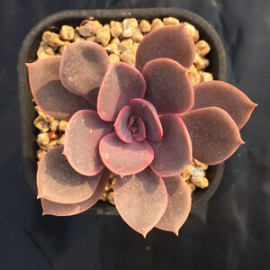 紫丁香 丁香 【紫色系】(不是紫珍珠)夏季不褪色进口多肉