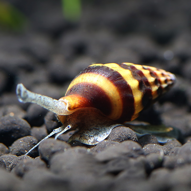 优鱼自然宝塔螺大黄蜂螺杀手螺草缸除杂螺工具螺除藻螺3只/组1019