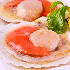 新鲜大扇贝图片