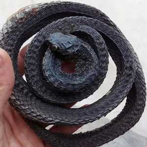 中药材干蛇泡酒料眼镜100克另售蛇干蕲蛇乌梢银环白花蛇鞭蛇头胆