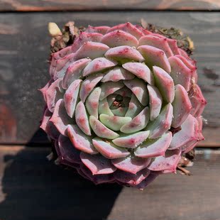 仙桃 多肉植物一物一拍 露台控养全状态 仙桃月影 多肉满包邮