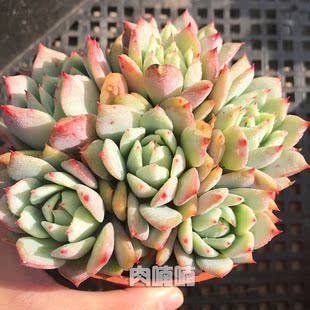 肉喃喃 棱镜 凌静 群生多肉植物一物一拍 甘草船长母本多肉满包邮