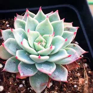 肉肉控【萨宾娜】韩国进口多肉植物有根实拍可挑选保品种