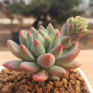 柳叶 span class=h>年华 /span> 多肉植物 盆栽 span class=h>花卉 