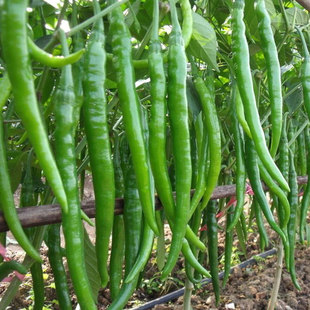 新鲜线椒 辣椒 农家青椒 细长辣椒 炒肉辣椒北京密云蔬菜 400克