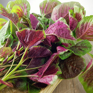 红苋菜种子图片