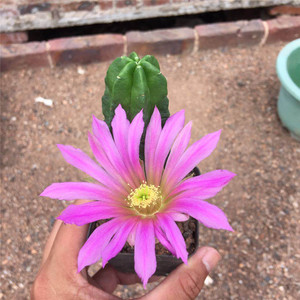 紫翠虾仙人球盆栽防辐射开花仙人柱植物大客厅多肉仙人掌植物室内