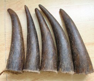 牦牛角尖原料 实心白花色牛角尖料 diy佛珠烟嘴材料 厂家直销批发