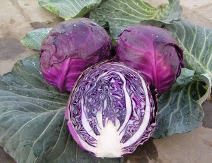 紫色落地球生菜图片