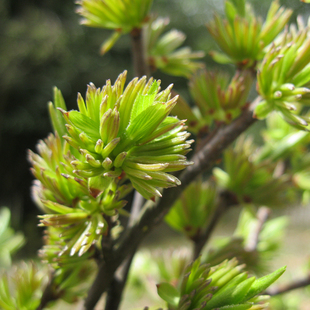 杜仲雄花茶养生茶茶叶野生杜仲纯天然君辉茶品150g包邮