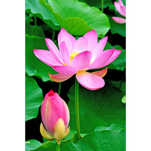  span class=h>荷花 /span>莲花花朵海报 植物花卉 span class=h>图 