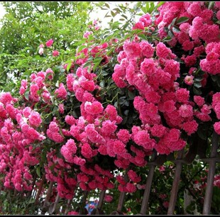 蔷薇花苗爬藤植物庭院大花月季玫瑰盆栽四季开花观花绿植花卉包邮