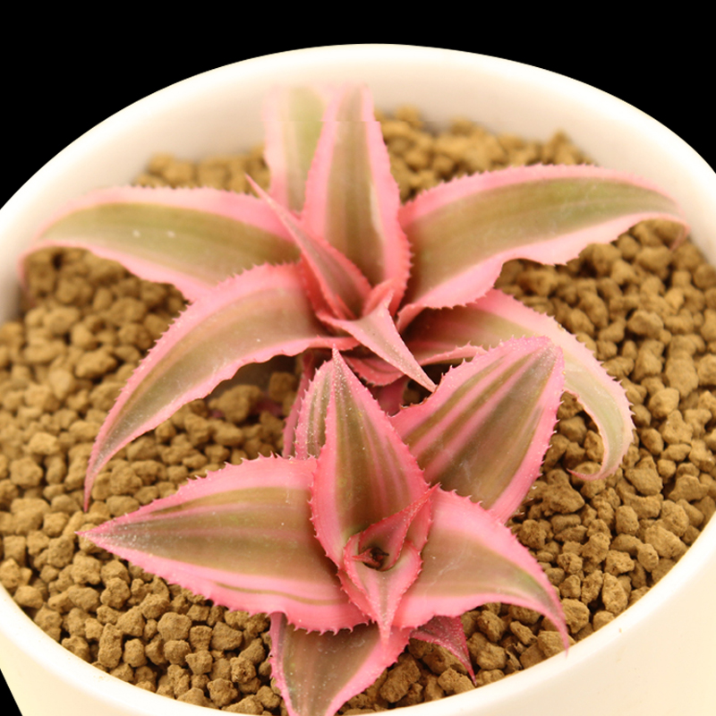 >>五彩凤梨宝贝列表