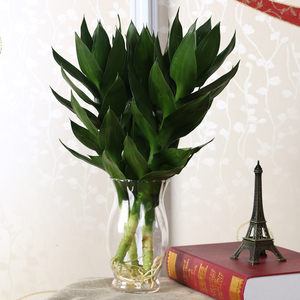 盆栽花卉室内水培荷花竹 莲花竹 富贵观音竹 3株组合 开运竹