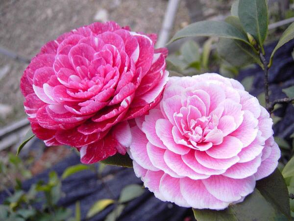 鸳鸯凤冠茶花盆栽 多枝条带花苞茶花品种茶花 12345年苗保证对版