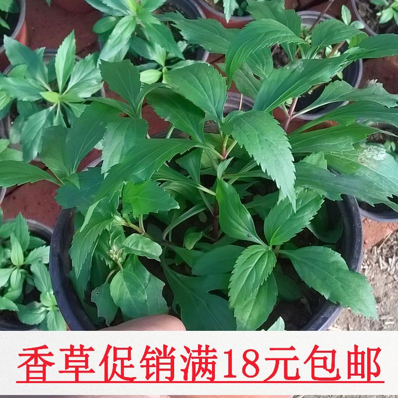 伤力草/佩兰 绿植盆栽可入药 端午节 儿时的记忆 两盆包邮