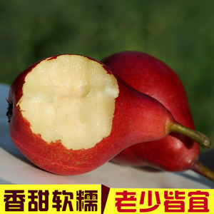 现摘现发特产红啤梨10斤新鲜水果太婆梨红梨新鲜采摘梨香蕉梨包邮