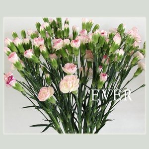 艾薇尔鲜花快递z055白色粉边多头康乃馨七夕情人节diy创作速递