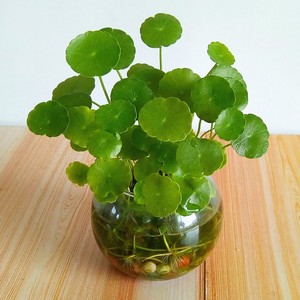 铜钱草水培带叶子图片