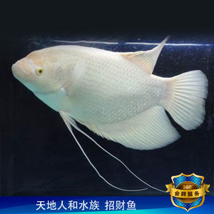 【战船鱼招财鱼价格】最新战船鱼招财鱼价格\/